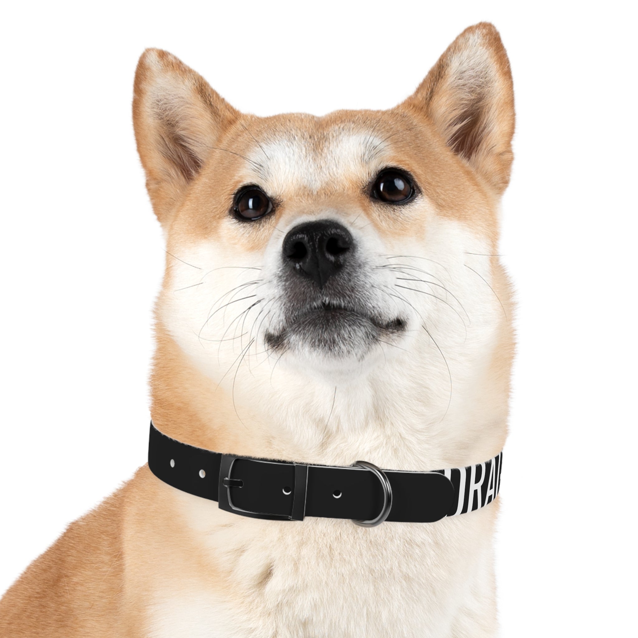 Dragonborn Dog Collar