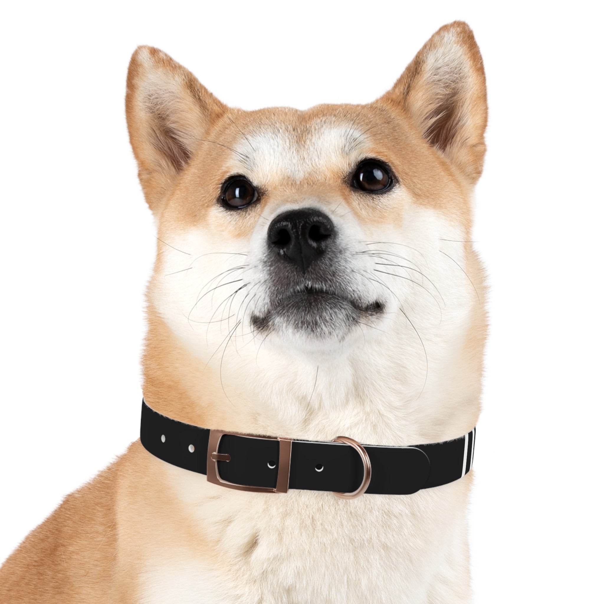 Dragonborn Dog Collar