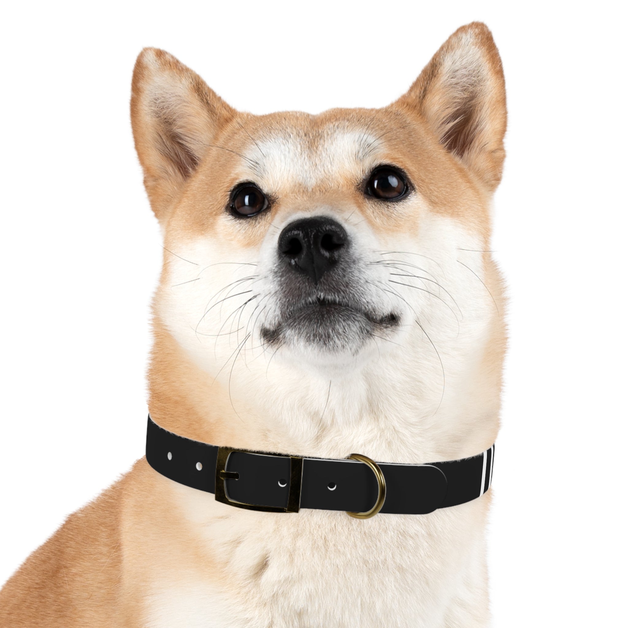 Dragonborn Dog Collar