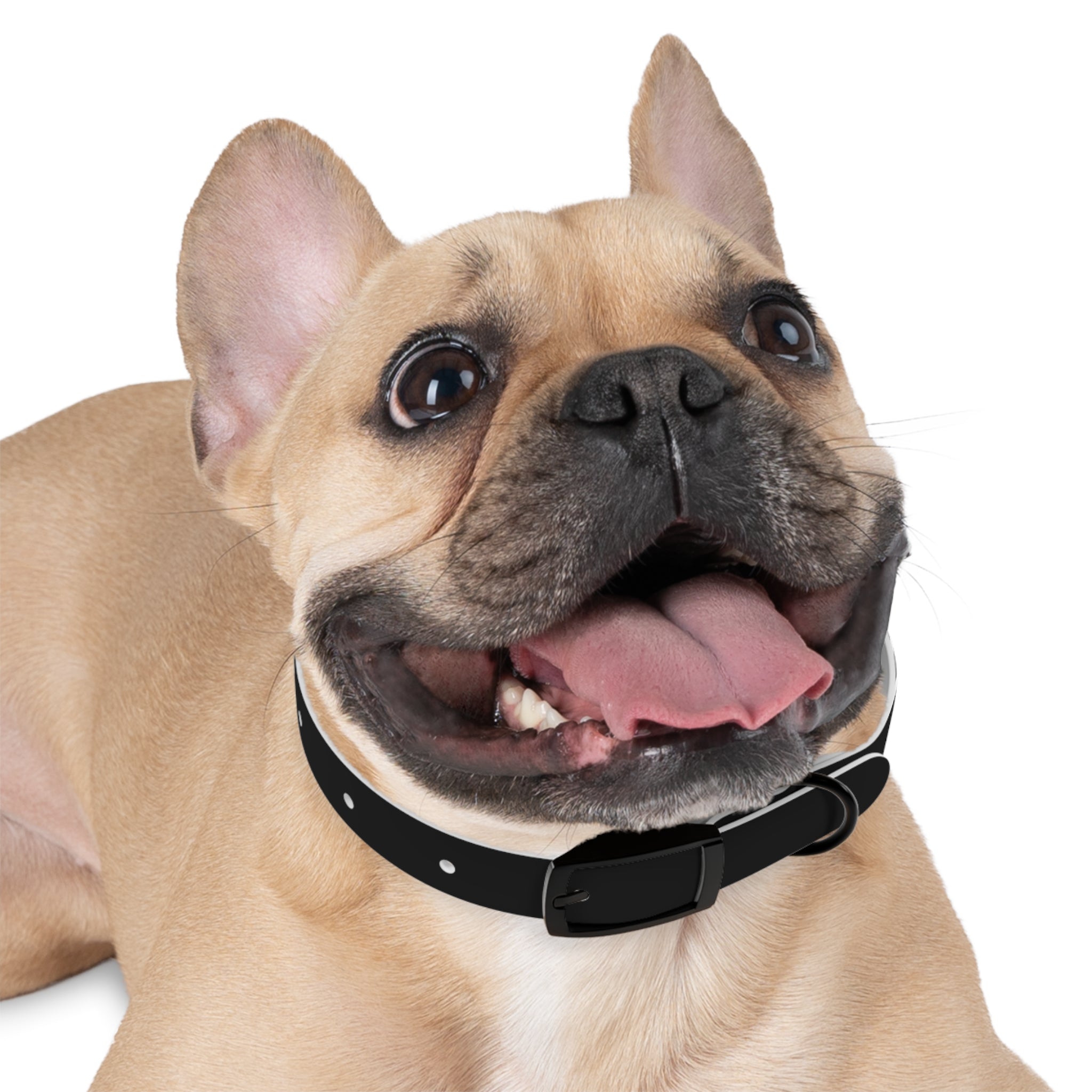 Dragonborn Dog Collar