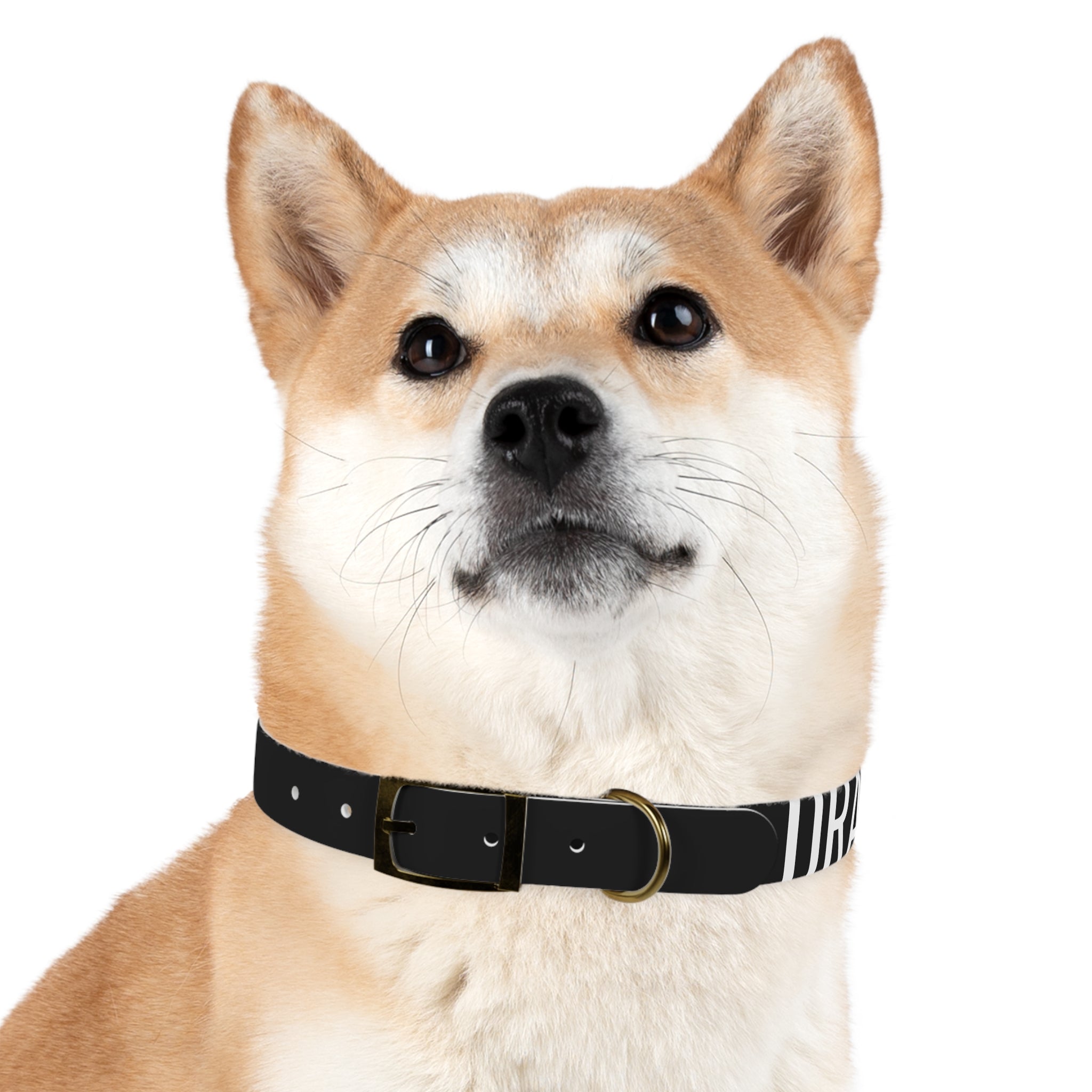 Dragonborn Dog Collar