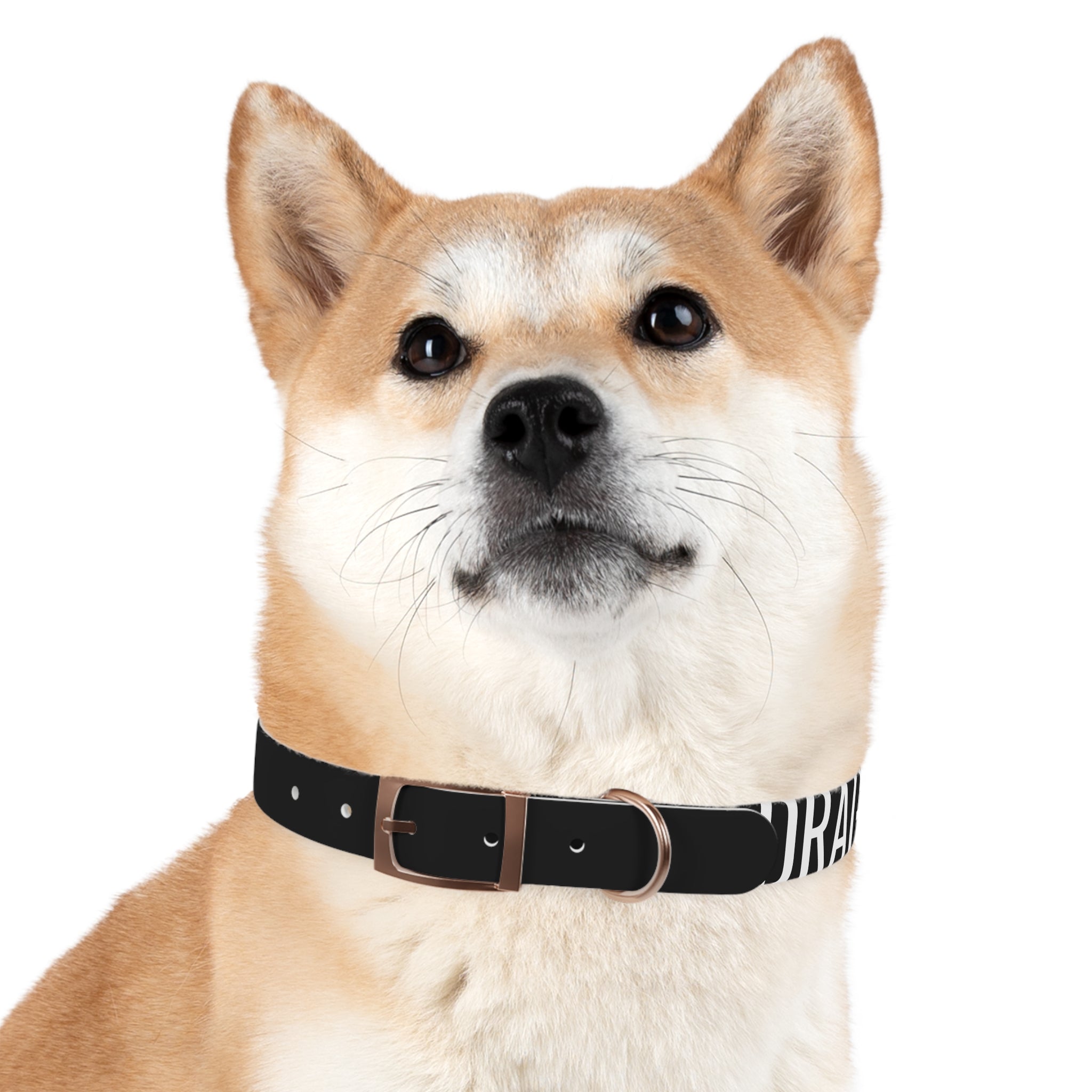 Dragonborn Dog Collar