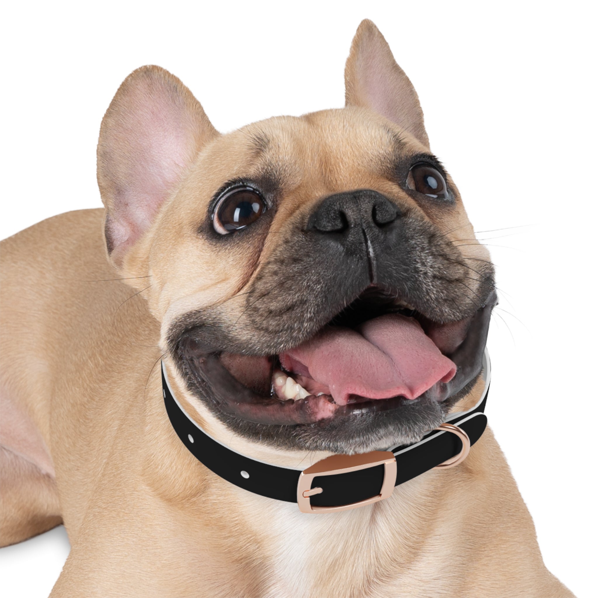 Dragonborn Dog Collar