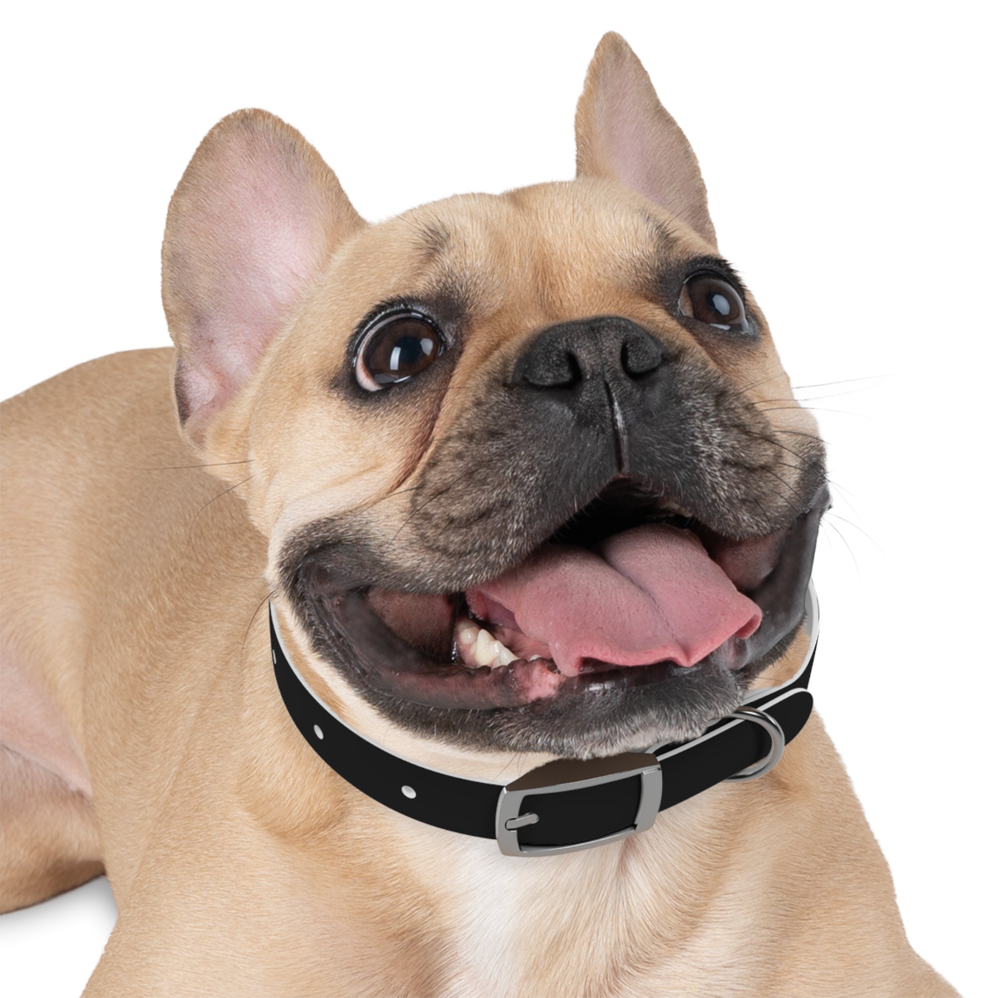 Dragonborn Dog Collar