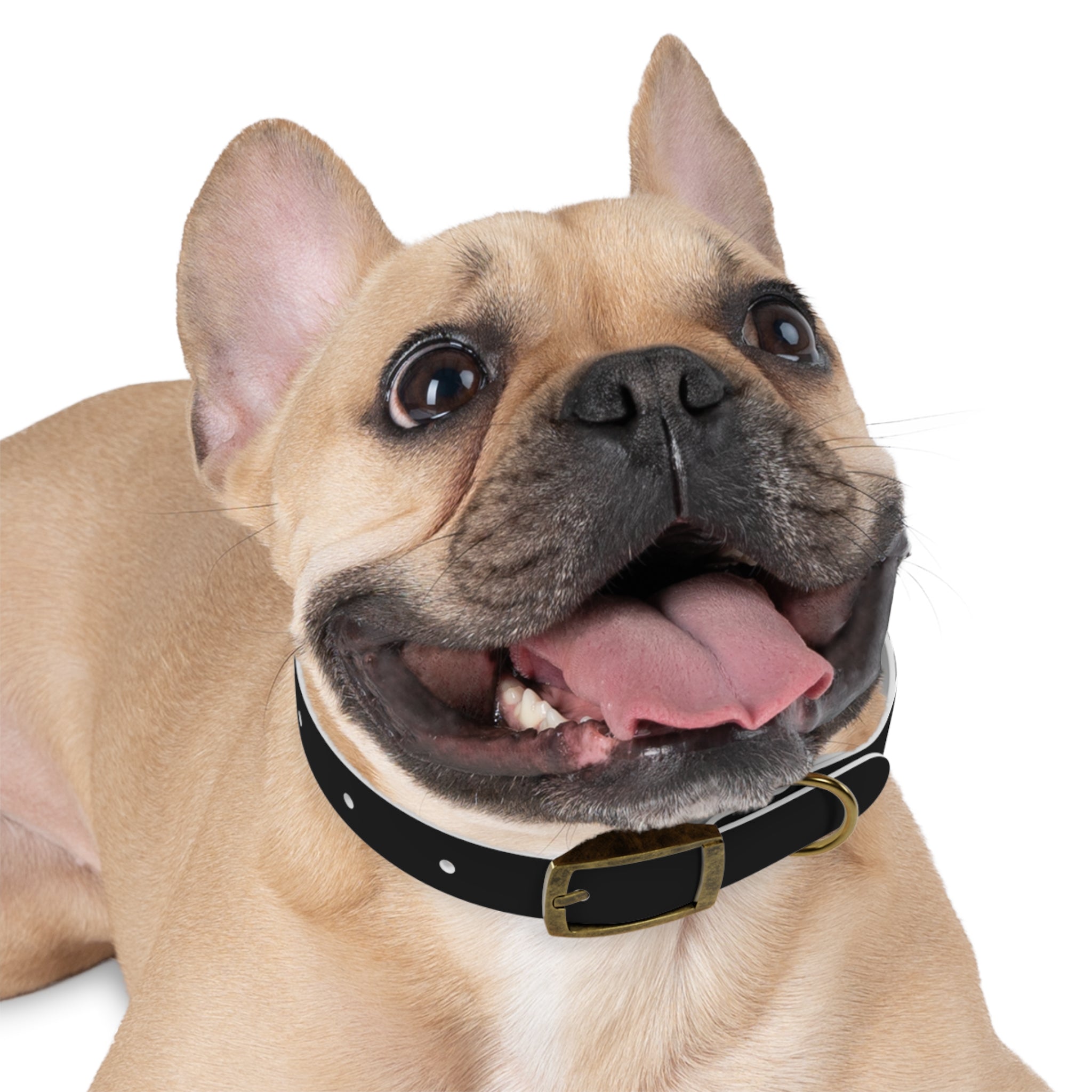 Dragonborn Dog Collar